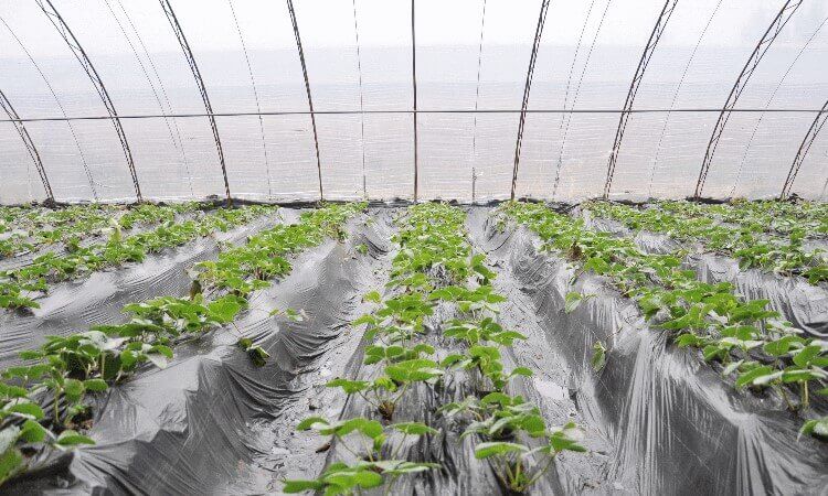 Non-barrier Mulch Film
