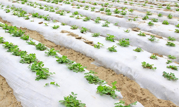 Barrier Mulch Film