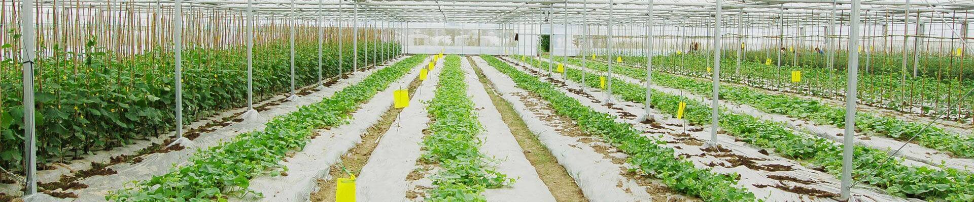 Agriculture and Infrastructure